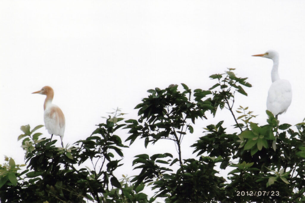 the stories of ibis by hiroshi yamamoto