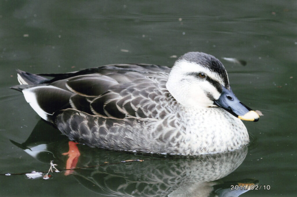 カルガモ Eastern Spot-billed Duck / Anas zonorhyncha