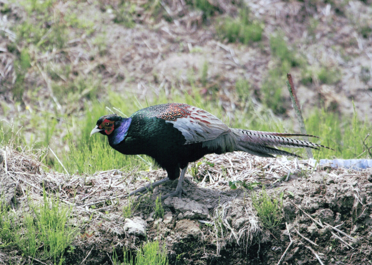 キジ Common Pheasant Phasianus Colchicus