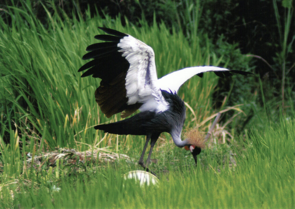 ホオジロカンムリヅル  Grey Crowned Crane / Balearica regulorum